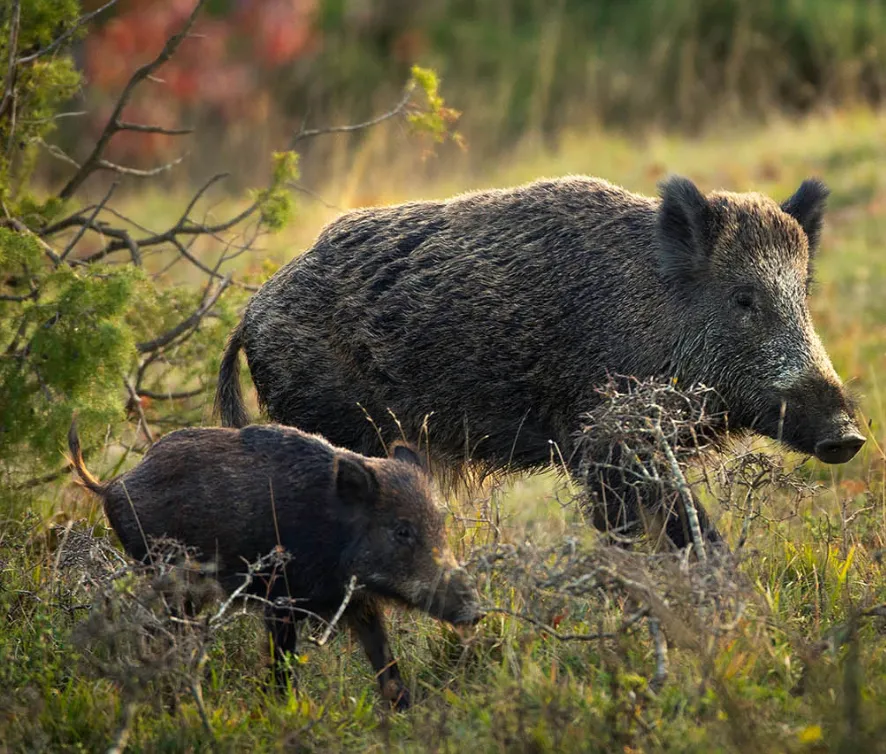 PESTE SUINA E CINGHIALI, L’ALLARME NEL LAZIO: VIETARE I PICNIC NON PUÒ ESSERE LA SOLUZIONE