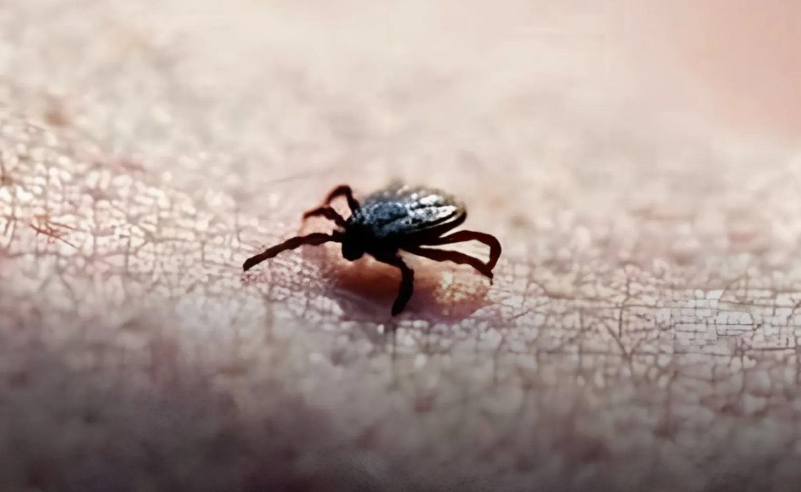ALTNv, NUOVO VIRUS DELLE ZECCHE: COSA SAPERE E COME PROTEGGERSI