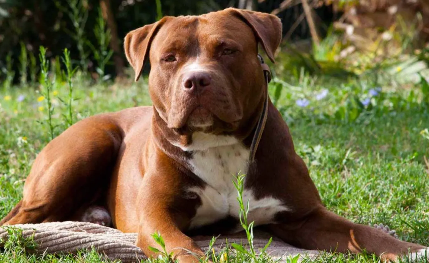 GELA, “L’INFERNO DEI PITBULL”: SEQUESTRATI 13 CANI, SEI INDAGATI