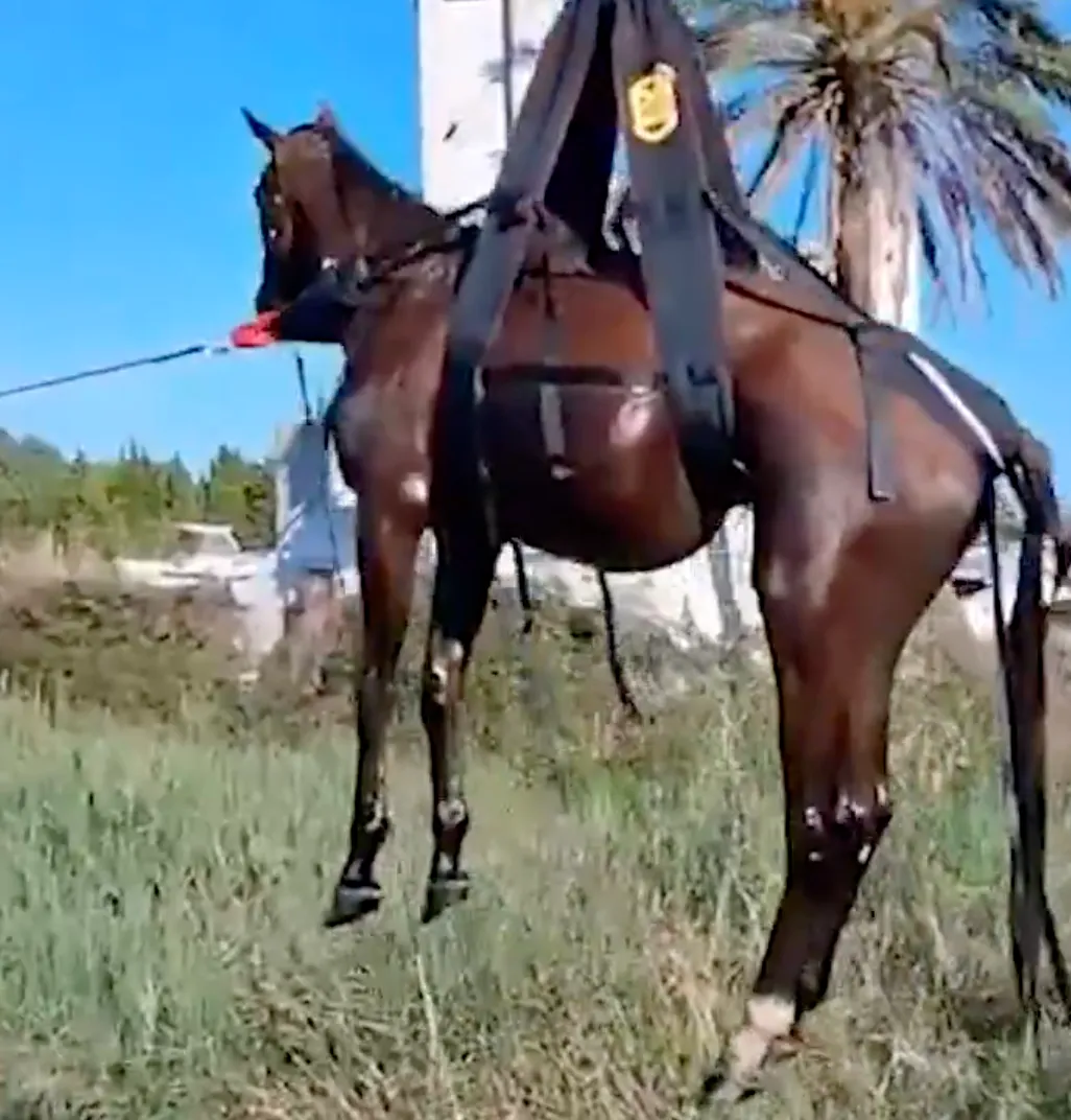 VALENCIA, CAVALLO BLOCCATO IN UNO STAGNO: SALVATO CON UN ELICOTTERO