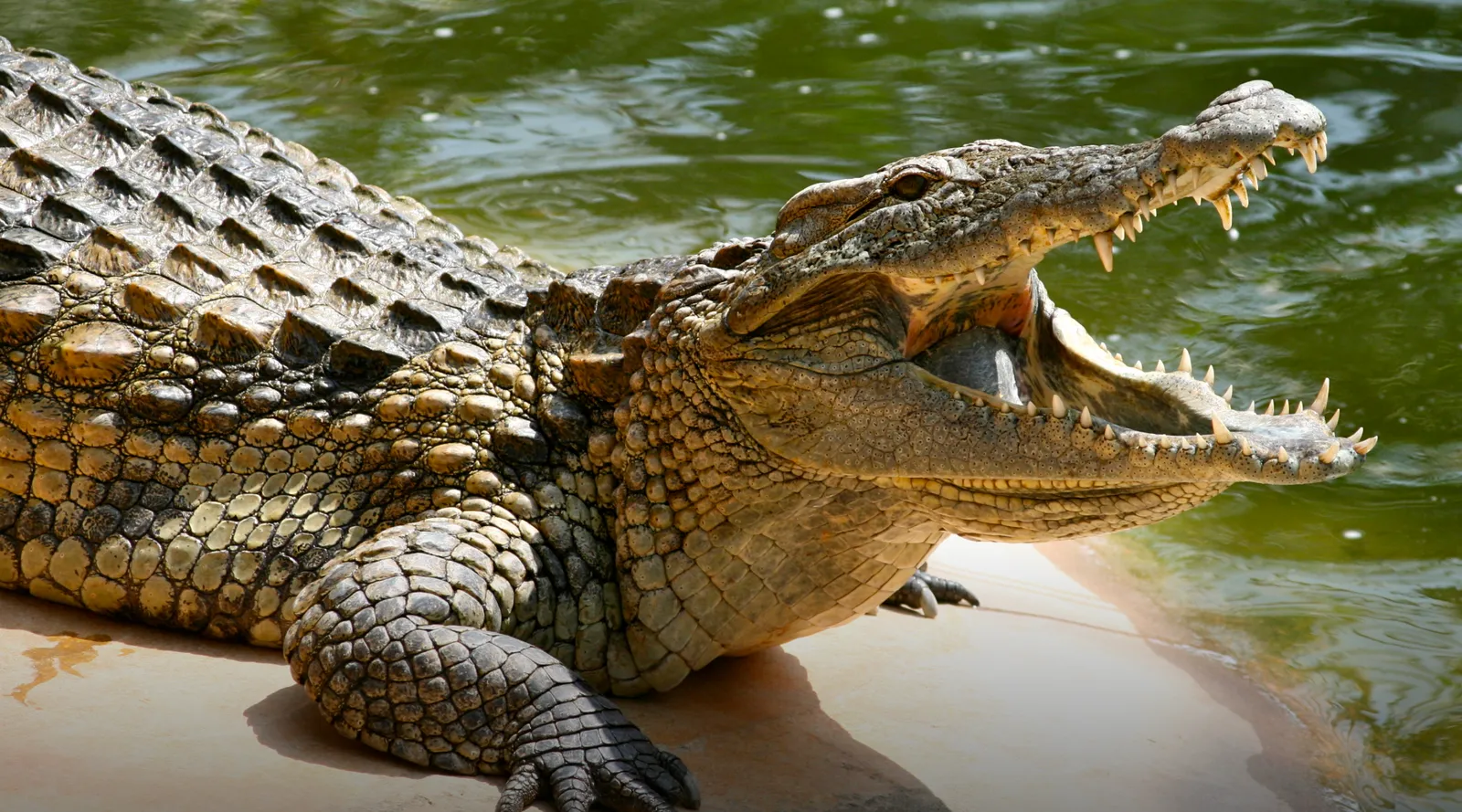 Brisbane 2032, canottaggio e canoa tra i coccodrilli del fiume Fitzroy